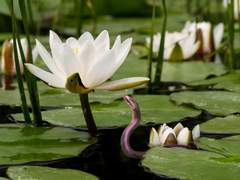 여우가 아닌 뱀