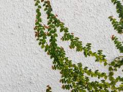 진혼 : 指連 (손가락 엮기)