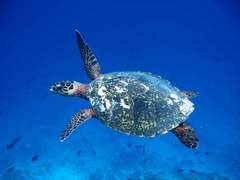 Atlantis [아틀란티스]