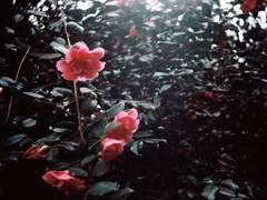 달달하네요 커피만큼