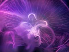 (2011) 하드보일드 로얄 (1)