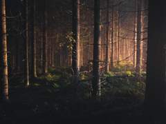 도미닉 롬바르디 | 37