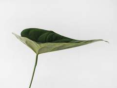 교수님, 맨드레이크가아아악…