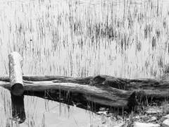 육개장 2. 사고(四苦)