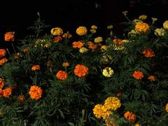 못다 한 사랑이 너무 많아서*