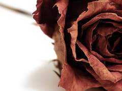 경 화영 景話影