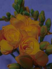 혼원적 연애 보고서