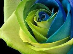 [농젤] 푸른 장미