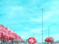 [우부] 그 여름, 계절의 색 : cherry