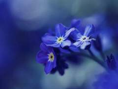 [유셒모리/모리유셒] 물망초(勿忘草)