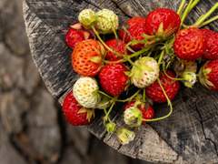 숲 딸기 (Fraisier des bois)