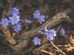 After rain, the ground hardens