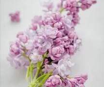 [완결] 7명의 헤일로 추천 W.피네