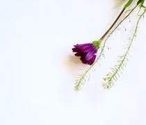 [완결] 여기, 우리, 살아있음을 추천 W.피네