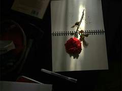 만개할 꽃의 행방