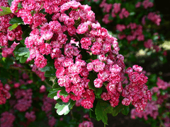 커미션 샘플_집착