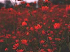 복수 끝엔 뭐가 남지?