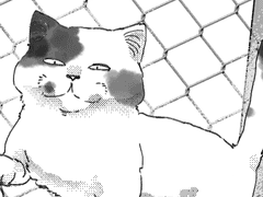 아카시와 고양이