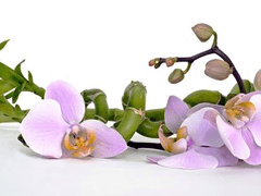 [희신강징/썰] 애흔愛痕 - 中2