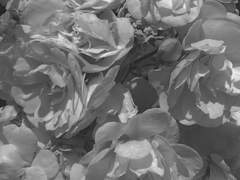 인연의 끈이 닿았을때.