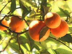 기침과, 가난과, 사랑은, #20 [완결]