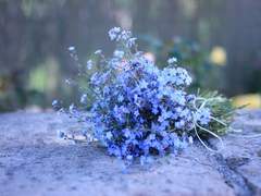 너에게 물망초를.