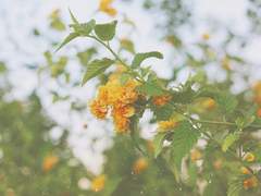 운동화 끈이 풀리는 건