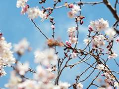 리암노엘/벚꽃잎이 녹는다면 01