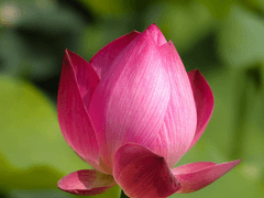 [희신강징] 운몽부인云梦夫人