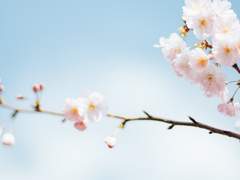 [웡낫] 난춘暖春