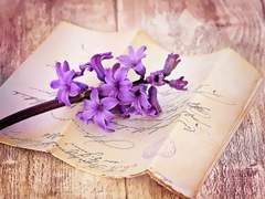 To. 세레스 카시아