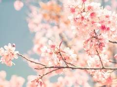 [채햄] PINK BLOSSOM