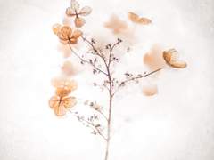 Zu meinem verzweifelten Liebhaber