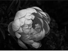 [금릉강징 합작] 모란