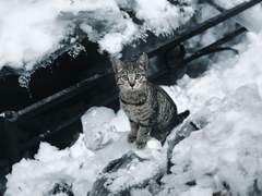 2010, 크리스마스 (2)