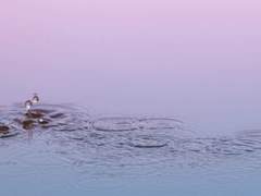 [미네시마] 염원은 영원이 되어