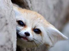 [히나른] 천방지축 히나타