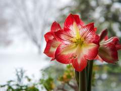 이오타.A.이자벨