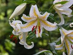 창작 GL 합작 [백합혁명] 참여했습니다.