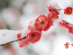 [중혁설화] 설중화(雪中花) 上