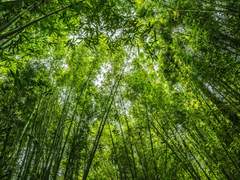 피리 부는 아이 上