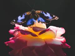 [소르데 반야네] 로즈, 나의 로즈.