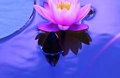 인생은 늘 나만의 축제이며,