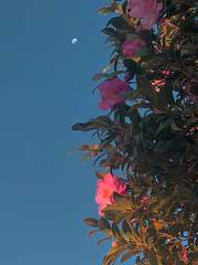 회귀자 코드네임 Dn.28