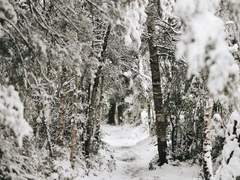 보쿠아카 동양풍