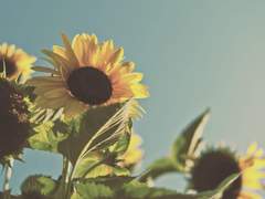 여름은 아직 끝나지 않았어