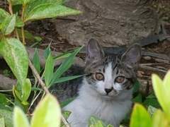 고양이는 액체다!