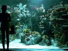 니노아이 정어리