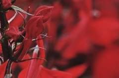 Le côté de Guermantes