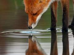 루미팬텀 여우비